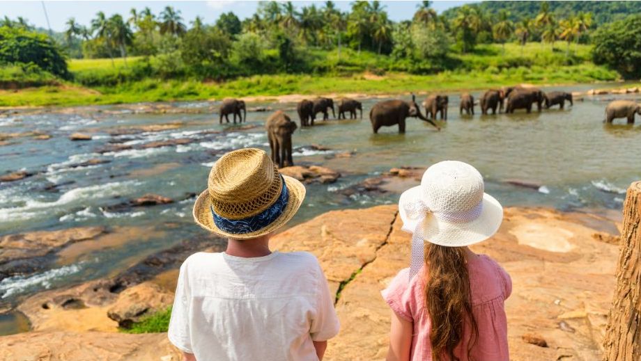Aquí no verán elefantes pintando los verán en libertad - 3